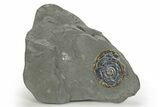 Iridescent Ammonite (Psiloceras) Fossil - England #316378-1